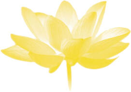 lotus transparant geel.jpg