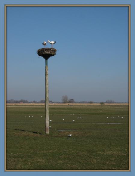 Weerribben en Wieden 061 - kopie.JPG