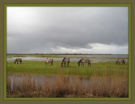 Lauwersmeer 014.JPG