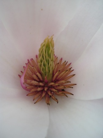 hart van een magnolia bloem.JPG